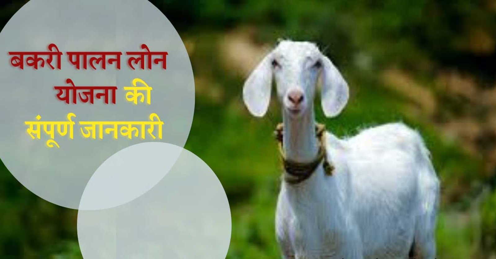 Goat Farming Scheme 2024